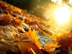 Autumn_Leaves